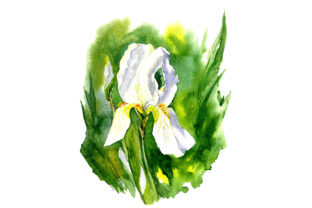 Abstract Watercolor Iris Illustrations