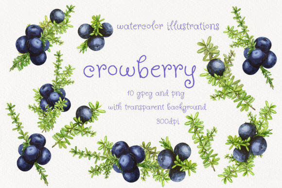 Crowberry Watercolor Illustrations Review