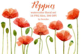 Watercolor Poppies Illustrations Review