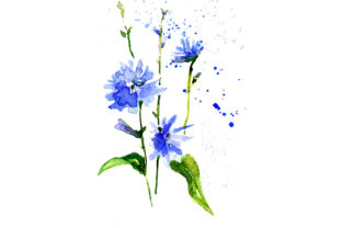 Watercolor Sketch Drawing Blue Chicory Review